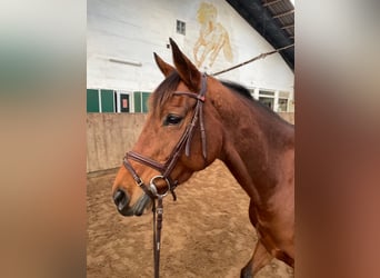 Koń pełnej krwi angielskiej, Klacz, 9 lat, 160 cm, Gniada