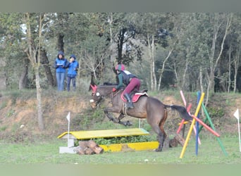 Koń pełnej krwi angielskiej, Klacz, 9 lat, 164 cm, Ciemnogniada