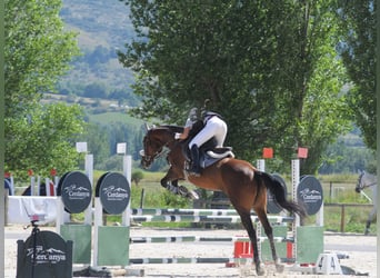 Koń pełnej krwi angielskiej, Klacz, 9 lat, 164 cm, Ciemnogniada