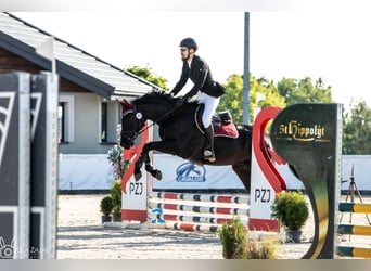 Koń pełnej krwi angielskiej, Klacz, 9 lat, 166 cm, Ciemnogniada