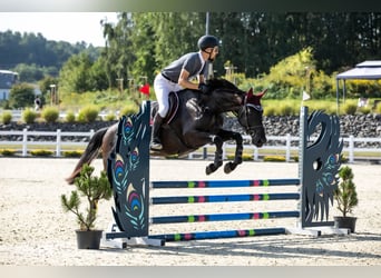 Koń pełnej krwi angielskiej, Klacz, 9 lat, 166 cm, Ciemnogniada