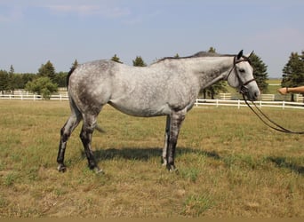 Koń pełnej krwi angielskiej, Klacz, 9 lat, 168 cm, Siwa