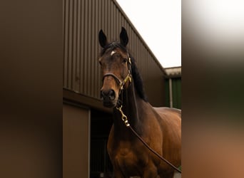 Koń pełnej krwi angielskiej, Klacz, 9 lat, 172 cm, Ciemnogniada