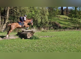 Koń pełnej krwi angielskiej, Klacz, 9 lat, 175 cm, Kasztanowata