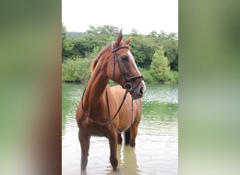 Koń pełnej krwi angielskiej, Klacz, 9 lat, 175 cm, Kasztanowata