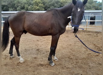 Koń pełnej krwi angielskiej, Ogier, 12 lat, 160 cm, Ciemnogniada