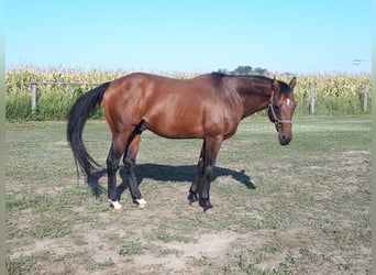Koń pełnej krwi angielskiej, Ogier, 16 lat, 159 cm, Gniada