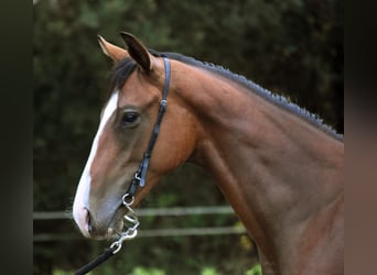 Koń pełnej krwi angielskiej, Ogier, 1 Rok, 148 cm, Gniada