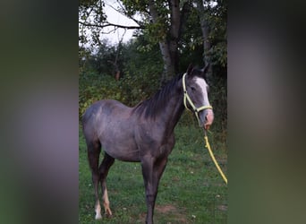 Koń pełnej krwi angielskiej, Ogier, 1 Rok, 156 cm, Siwa