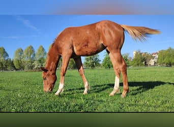 Koń pełnej krwi angielskiej, Ogier, 1 Rok, 160 cm, Kasztanowata