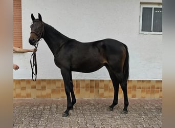Koń pełnej krwi angielskiej, Ogier, 2 lat, 165 cm, Ciemnogniada
