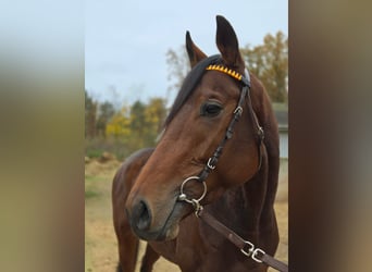 Koń pełnej krwi angielskiej, Ogier, 2 lat, 169 cm, Gniada