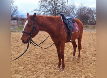 Koń pełnej krwi angielskiej, Ogier, 3 lat, 151 cm, Kasztanowata