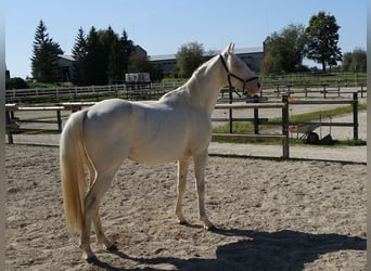 Koń pełnej krwi angielskiej, Ogier, 4 lat, 156 cm, Cremello