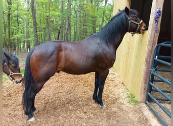 Koń pełnej krwi angielskiej, Ogier, 6 lat, 152 cm, Ciemnogniada