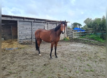 Koń pełnej krwi angielskiej, Ogier, 6 lat, 165 cm, Gniada