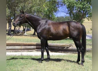 Koń pełnej krwi angielskiej, Ogier, 26 lat, 165 cm, Ciemnogniada
