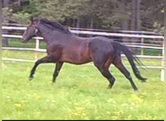 Koń pełnej krwi angielskiej, Ogier, 23 lat, 166 cm, Gniada