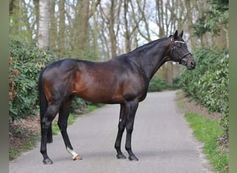 Koń pełnej krwi angielskiej, Ogier, 23 lat, 166 cm, Gniada