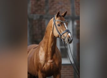 Koń pełnej krwi angielskiej, Ogier, 15 lat, 165 cm, Kasztanowata