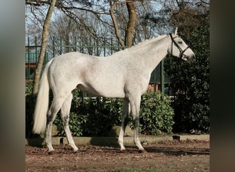 Koń pełnej krwi angielskiej, Ogier, 23 lat, 169 cm, Siwa