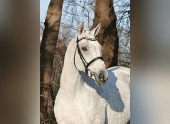 Koń pełnej krwi angielskiej, Ogier, 23 lat, 169 cm, Siwa