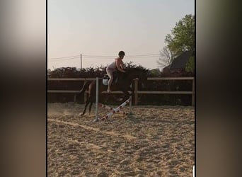 Koń pełnej krwi angielskiej, Ogier, 15 lat, 160 cm, Skarogniada