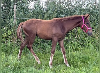 Koń pełnej krwi angielskiej, Ogier, Źrebak (03/2024), 165 cm, Ciemnokasztanowata