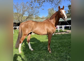 Koń pełnej krwi angielskiej, Wałach, 10 lat, 161 cm, Kasztanowata