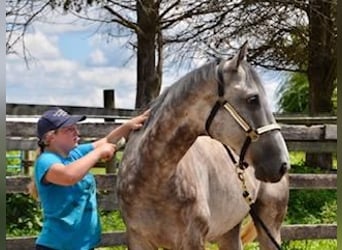 Koń pełnej krwi angielskiej, Wałach, 10 lat, 163 cm, Siwa jabłkowita