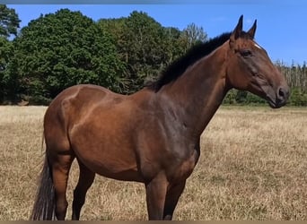 Koń pełnej krwi angielskiej, Wałach, 11 lat, 163 cm, Gniada