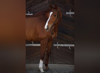 Koń pełnej krwi angielskiej, Wałach, 11 lat, 167 cm, Kasztanowata