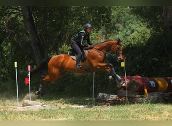 Koń pełnej krwi angielskiej, Wałach, 12 lat, 165 cm, Gniada