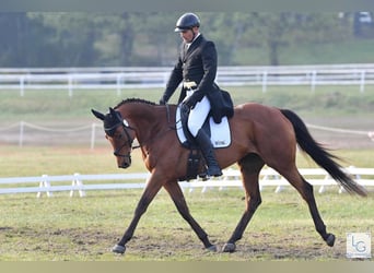 Koń pełnej krwi angielskiej, Wałach, 12 lat, 165 cm, Gniada