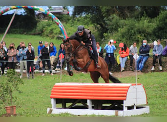 Koń pełnej krwi angielskiej, Wałach, 12 lat, 165 cm, Gniada