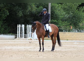 Koń pełnej krwi angielskiej, Wałach, 12 lat, 165 cm, Gniada