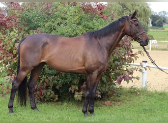 Koń pełnej krwi angielskiej, Wałach, 12 lat, 168 cm, Ciemnogniada