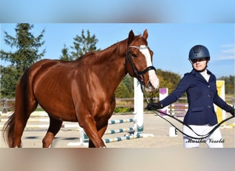 Koń pełnej krwi angielskiej, Wałach, 13 lat, 170 cm, Ciemnokasztanowata