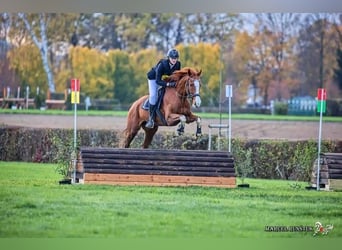 Koń pełnej krwi angielskiej, Wałach, 13 lat, 170 cm, Ciemnokasztanowata