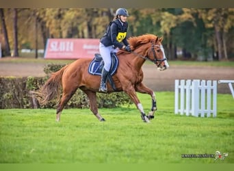 Koń pełnej krwi angielskiej, Wałach, 13 lat, 170 cm, Ciemnokasztanowata