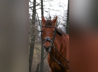 Koń pełnej krwi angielskiej, Wałach, 16 lat, 168 cm, Ciemnokasztanowata