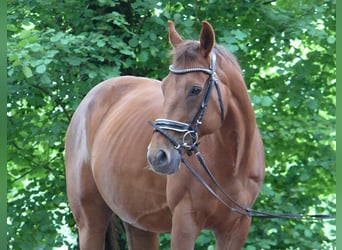 Koń pełnej krwi angielskiej, Wałach, 16 lat, 168 cm, Ciemnokasztanowata