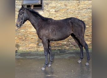 Koń pełnej krwi angielskiej, Wałach, 3 lat, 160 cm, Ciemnogniada