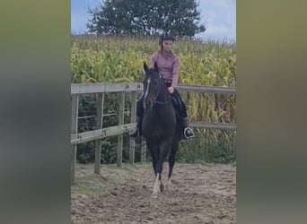 Koń pełnej krwi angielskiej, Wałach, 4 lat, 155 cm, Skarogniada