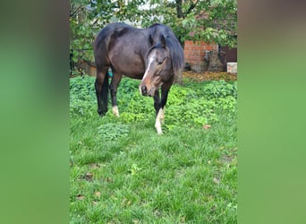 Koń pełnej krwi angielskiej, Wałach, 4 lat, 155 cm, Skarogniada