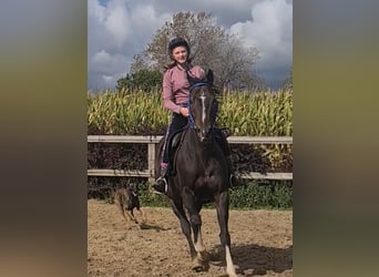 Koń pełnej krwi angielskiej, Wałach, 4 lat, 155 cm, Skarogniada