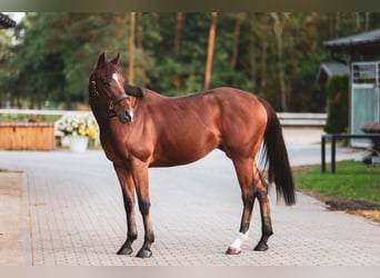 Koń pełnej krwi angielskiej, Wałach, 4 lat, 158 cm, Gniada