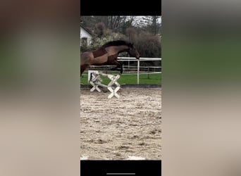 Koń pełnej krwi angielskiej, Wałach, 4 lat, 165 cm, Gniada