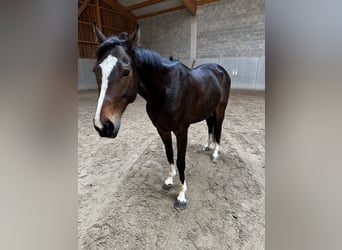 Koń pełnej krwi angielskiej, Wałach, 5 lat, 155 cm, Ciemnogniada