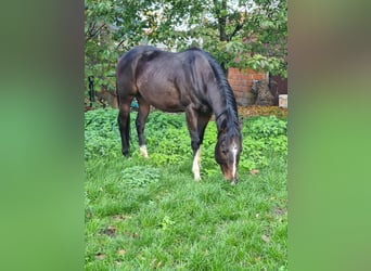 Koń pełnej krwi angielskiej, Wałach, 5 lat, 155 cm, Skarogniada